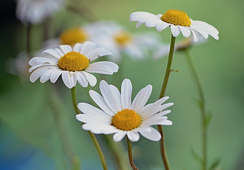 White Daisies in Bloom — Serene, Spring, Photograph, Flowers