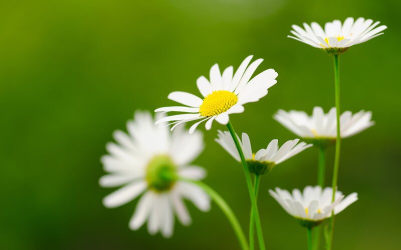 White Daisies in Bloom — Serene, Spring, Photograph, Green Stems