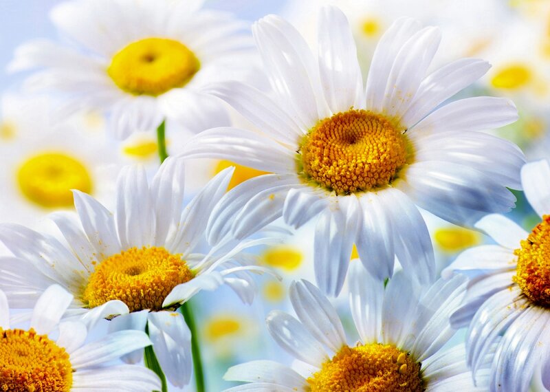 White Daisies in Bloom — Serene, Spring, Photograph, Yellow Centers, Green Stems, Blue Sky