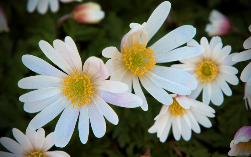 White Daisies in Bloom — Serene, Spring, Photograph, Yellow Centers