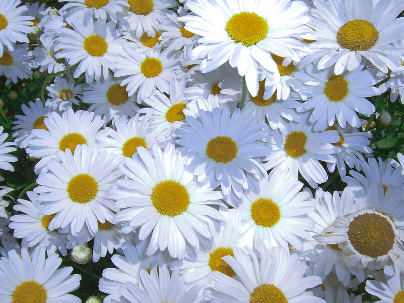 White Daisies in Bloom — Serene