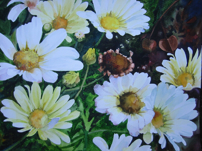 White Daisies in Bloom