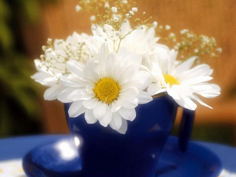 White Daisies in Blue Cup — Calm