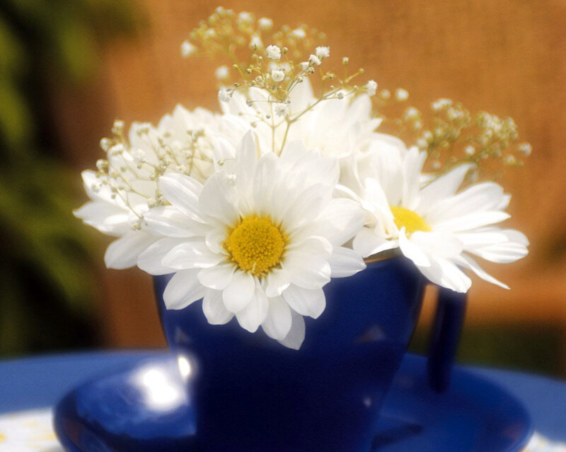 White Daisies in Blue Cup — Serene