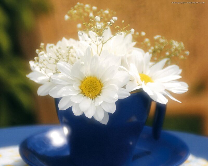 White Daisies in Blue Cup