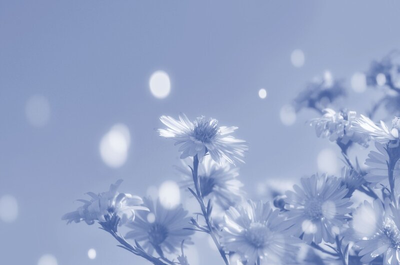 White Daisies in Blue Light — Serene