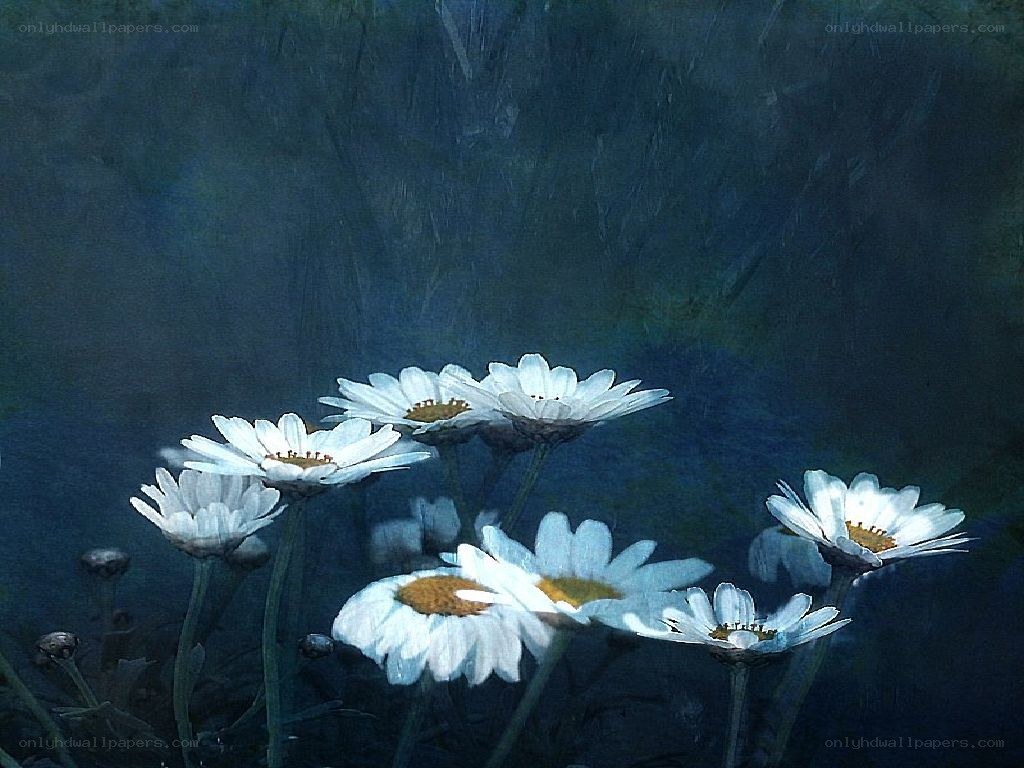 White daisies in blue light