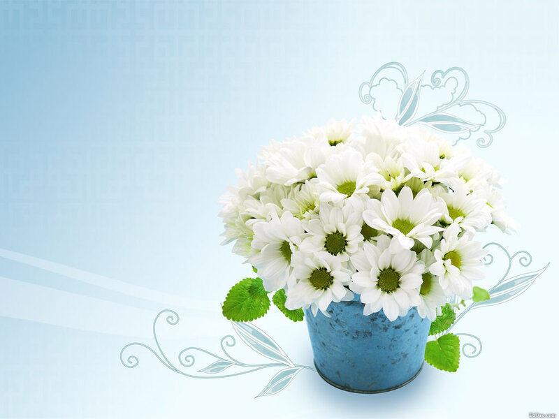 White Daisies in Blue Pot — Calm