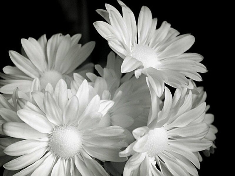 White Daisies in Bouquet — Serene