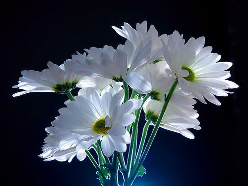 White Daisies in Bouquet
