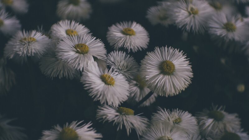 White Daisies in Cluster