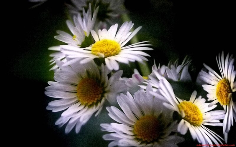 White daisies in dark background