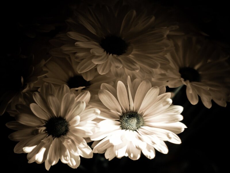 White Daisies in Dark