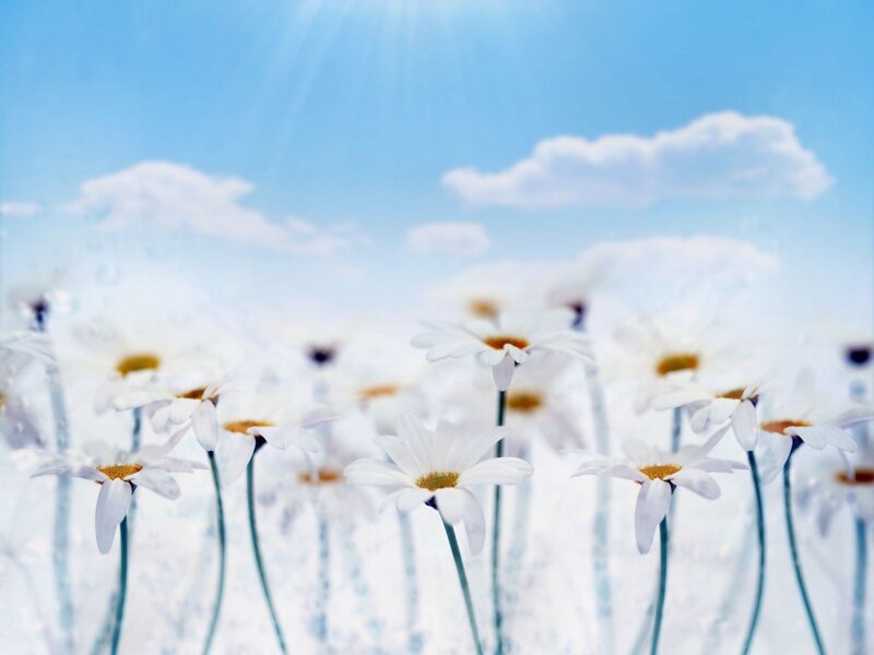 White Daisies in Field — Blue, Serene