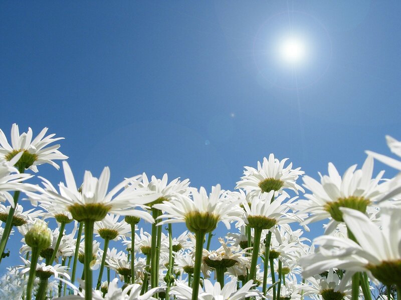 White Daisies in Field — Blue