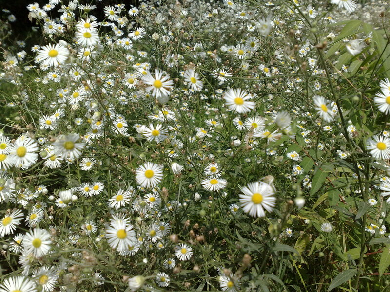 White Daisies in Field — Calm, Afternoon
