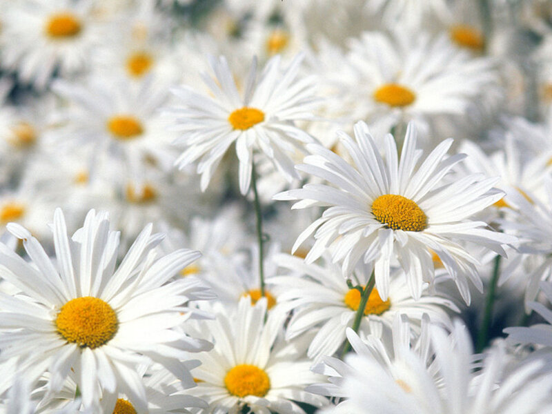 White Daisies in Field — Calm, Spring, Photograph, Yellow Centers