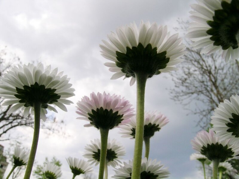 White Daisies in Field — Calm, Spring