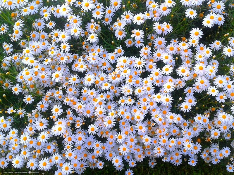 White Daisies in Field — Calm, Summer, Photograph
