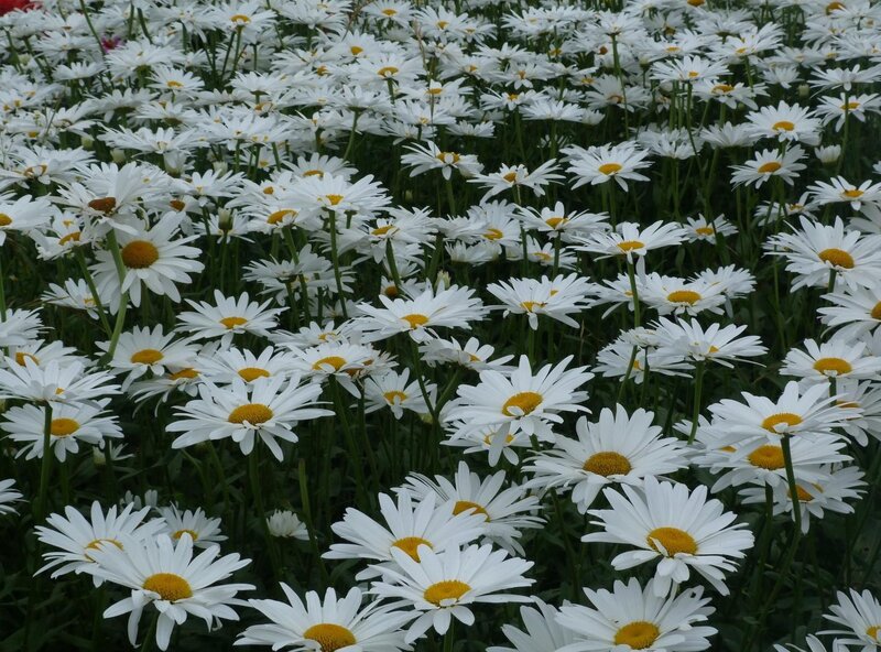 White Daisies in Field — Calm, Summer