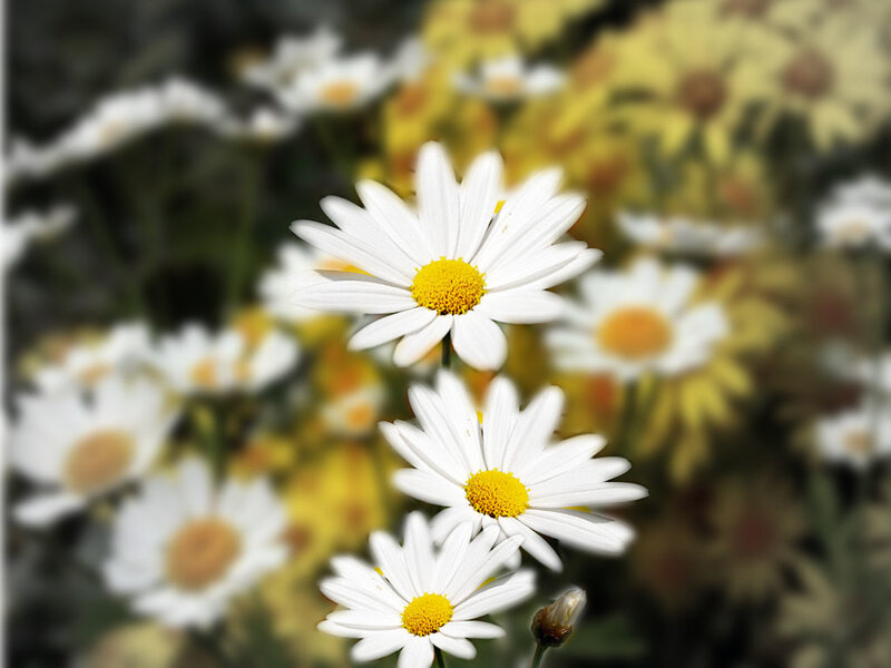 White Daisies in Field — Calm