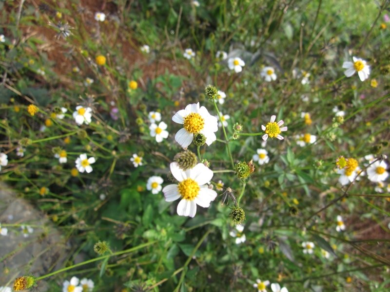 White Daisies in Field — Natural