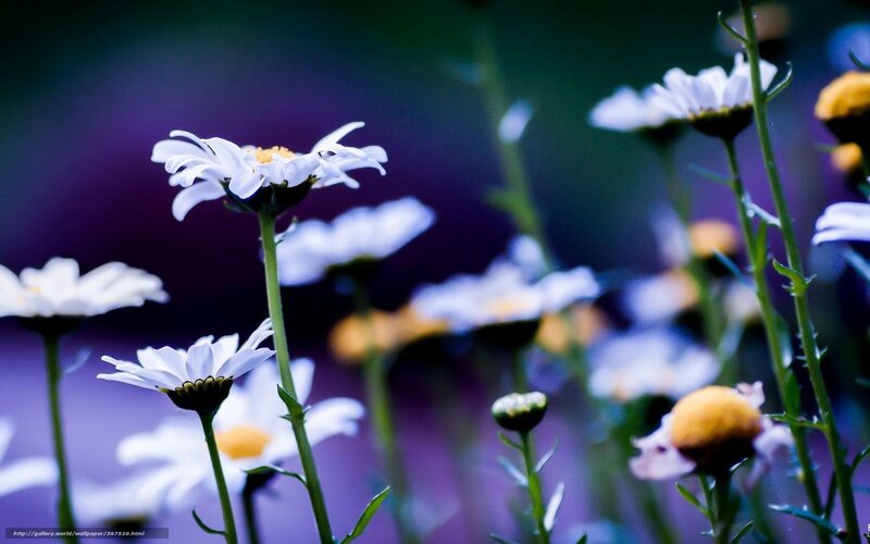 White Daisies in Field — Purple, Serene