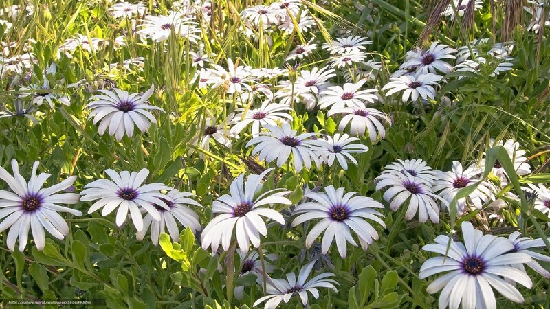 White Daisies in Field — Serene, Afternoon, Photograph, Green Grass, Sunlight