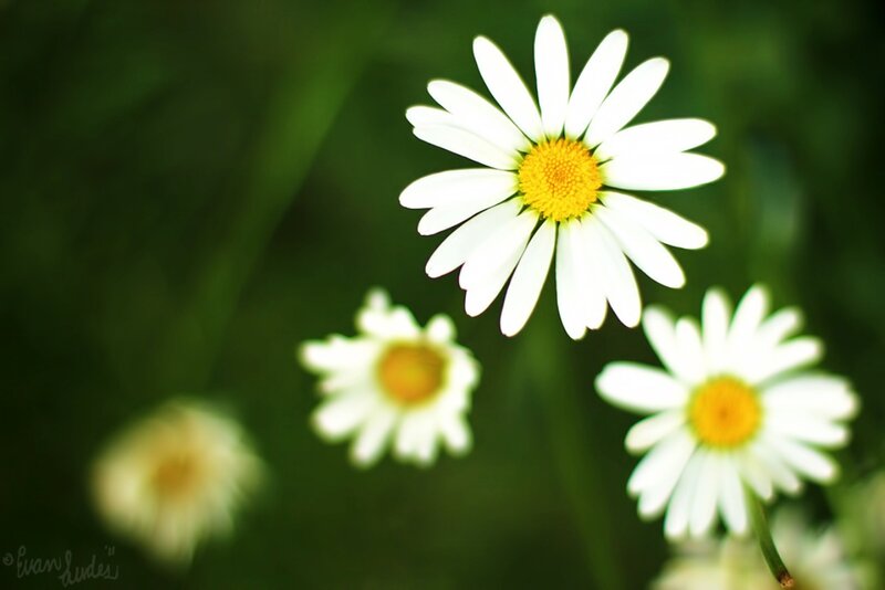 White Daisies in Field — Serene, Afternoon, Photograph, Green Grass
