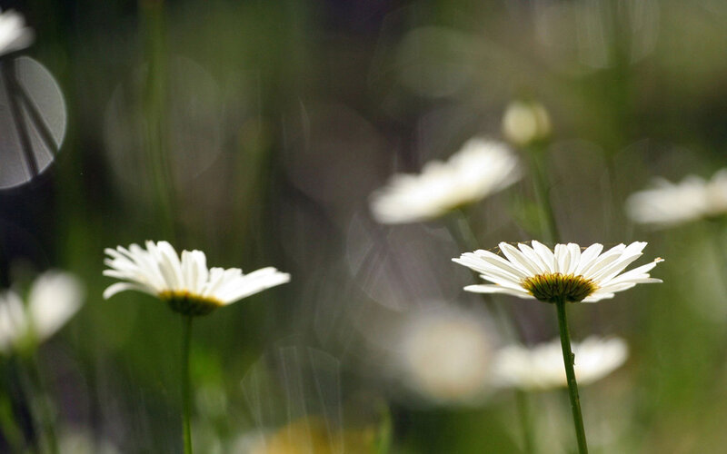 White Daisies in Field — Serene, Afternoon, Photograph, Green Stems