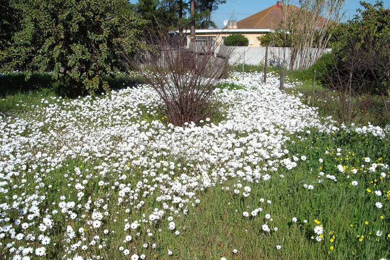 White Daisies in Field — Serene, Afternoon, Photograph, Trees