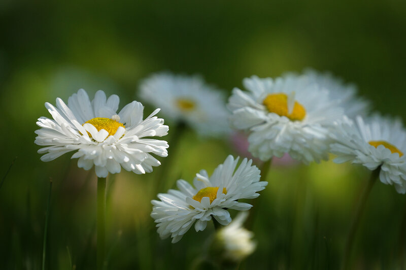 White Daisies in Field — Serene, Afternoon