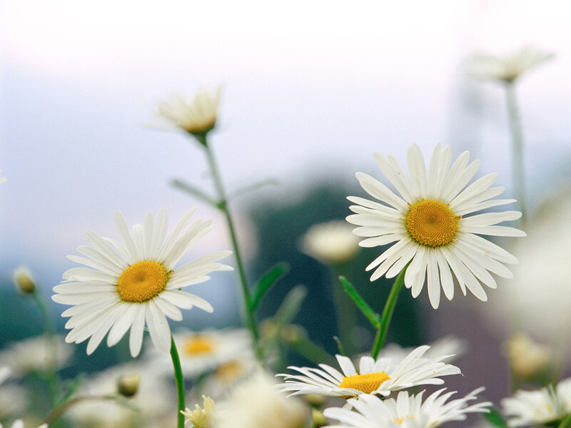 White Daisies in Field — Serene, Morning