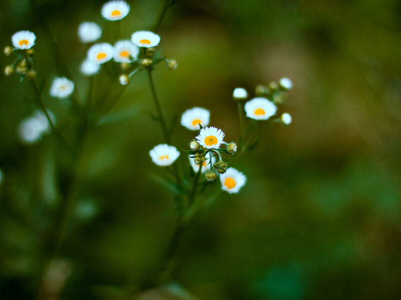 White Daisies in Field — Serene, Photograph