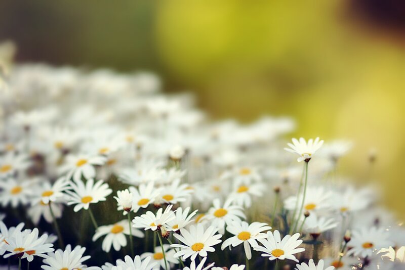 White Daisies in Field — Serene, Spring, Photograph, Flowers, Green Stems