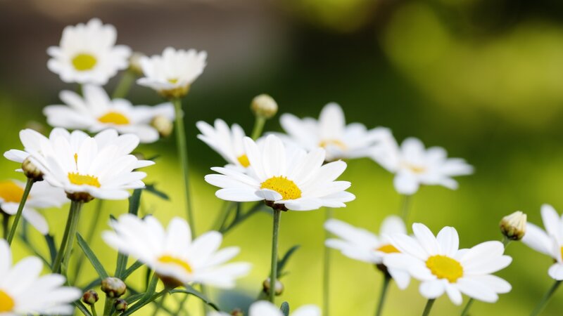 White Daisies in Field — Serene, Spring, Photograph, Flowers, Stems