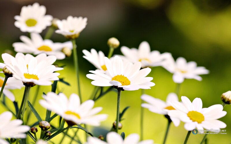 White Daisies in Field — Serene, Spring, Photograph, Flowers