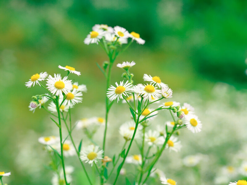 White Daisies in Field — Serene, Spring, Photograph, Green Grass