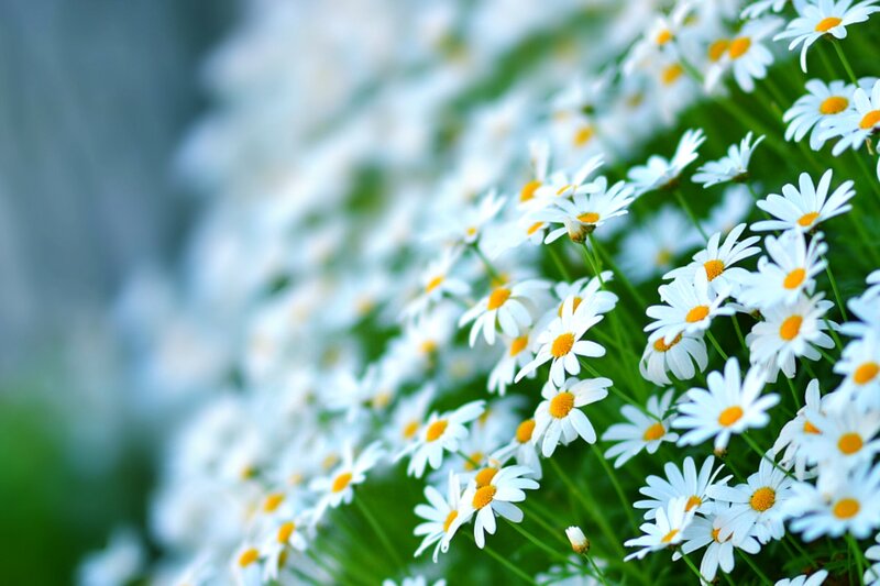 White Daisies in Field — Serene, Spring, Photograph, Green Stems