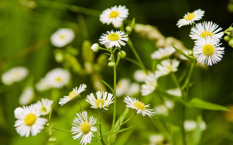 White Daisies in Field — Serene, Spring, Photograph