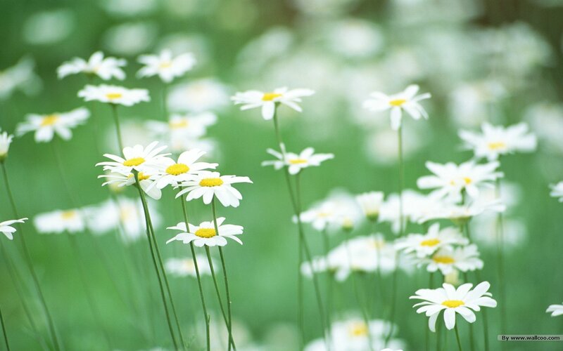 White Daisies in Field — Serene, Spring