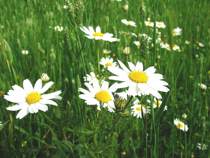 White Daisies in Field — Serene, Summer, Photograph