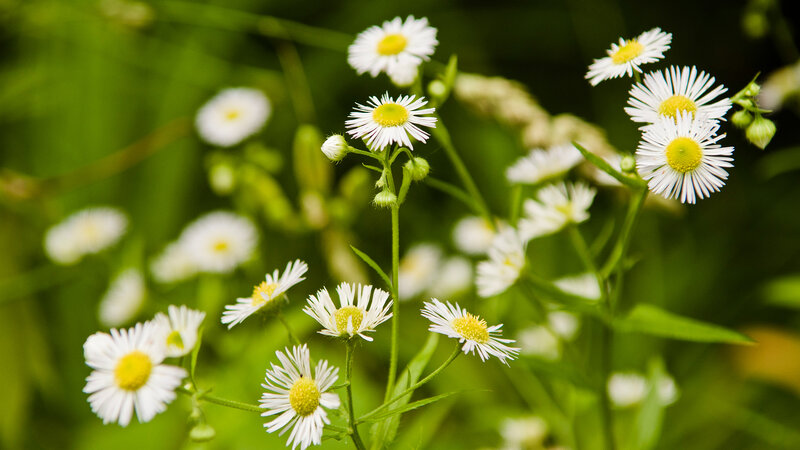 White Daisies in Field — Serene