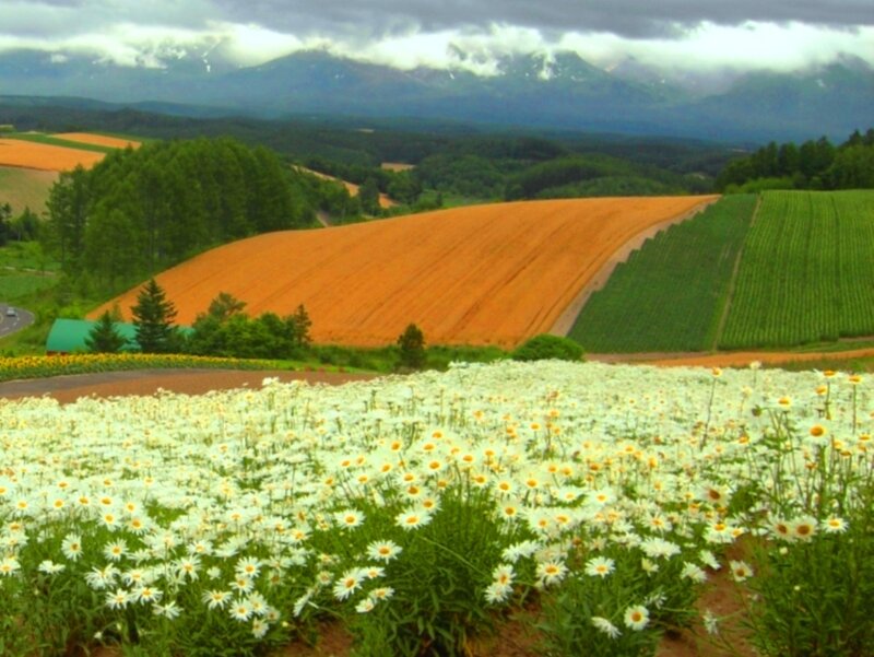 White Daisies in Field