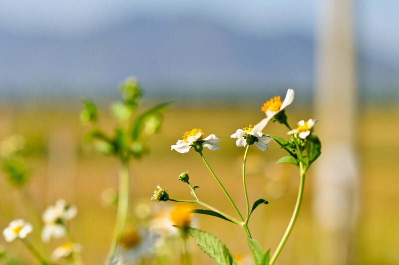 White Daisies in Field — Yellow