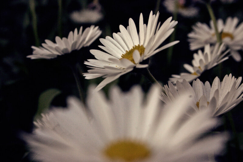 White Daisies in Focus — Calm