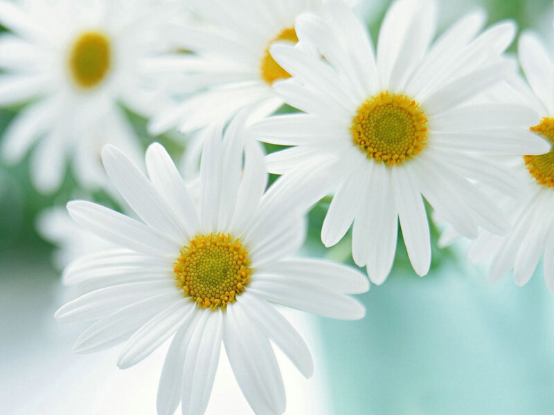 White Daisies in Focus
