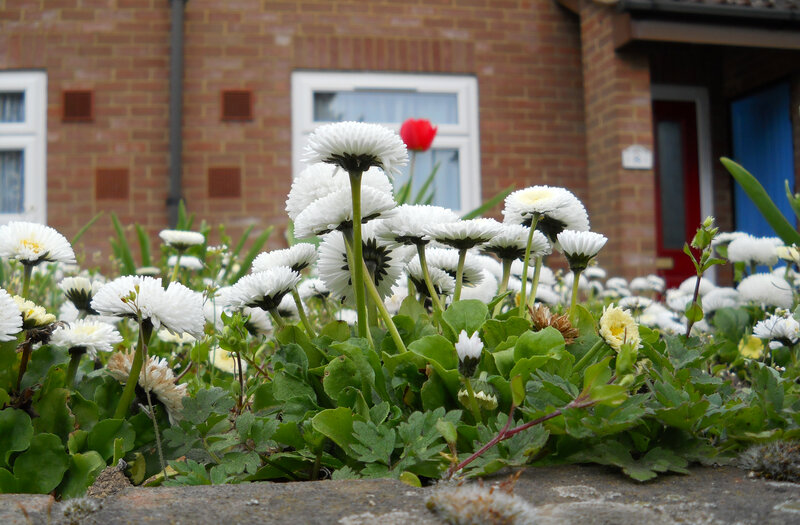 White Daisies in Front Garden
