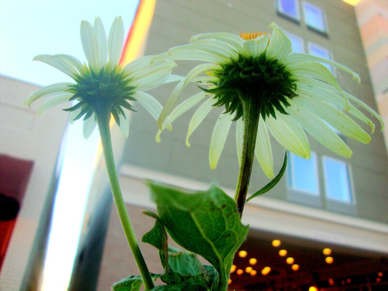 White daisies in front of building