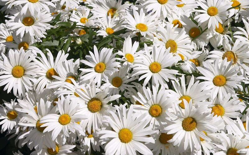 White daisies in full bloom